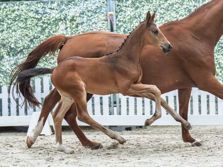 Westphalian Mare  Brown in M&#xFC;nster Handorf