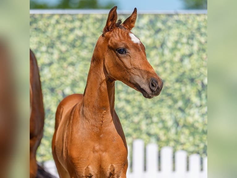 Westphalian Mare Foal (05/2026) Brown in Münster-Handorf