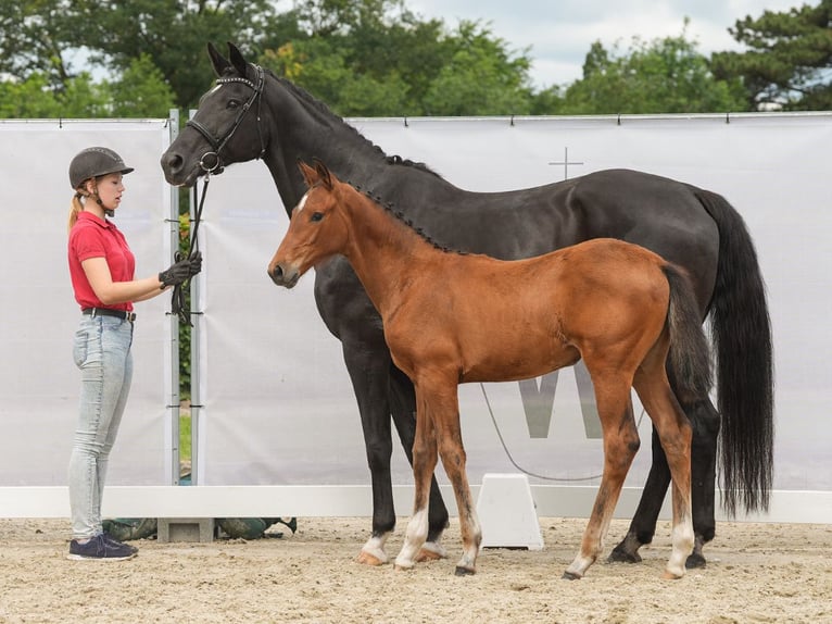 Westphalian Mare Foal (02/2024) Brown in Münster-Handorf