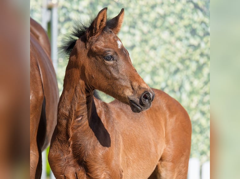 Westphalian Mare  Brown in Münster-Handorf