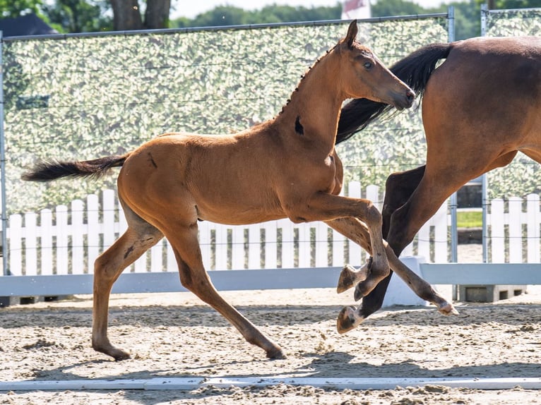 Westphalian Mare  Brown in M&#xFC;nster Handorf