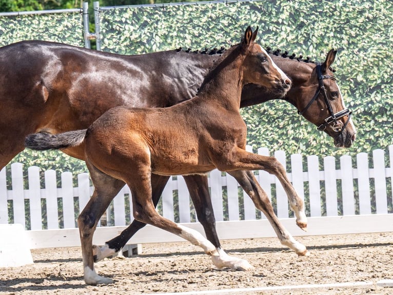 Westphalian Mare  Brown in M&#xFC;nster Handorf