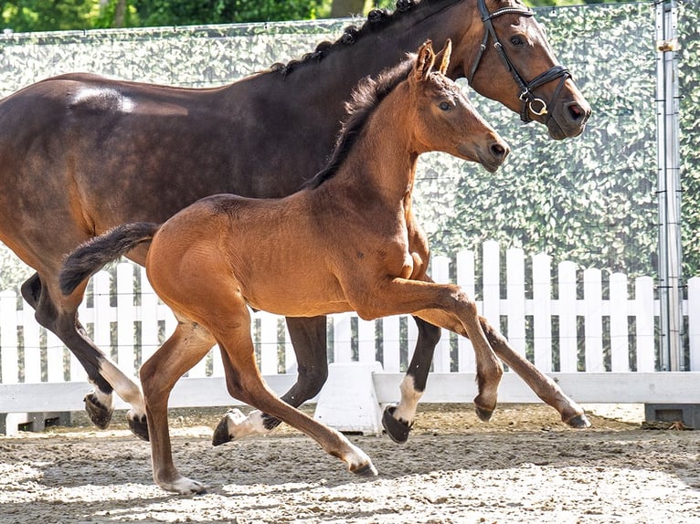 Westphalian Mare  Brown in M&#xFC;nster Handorf