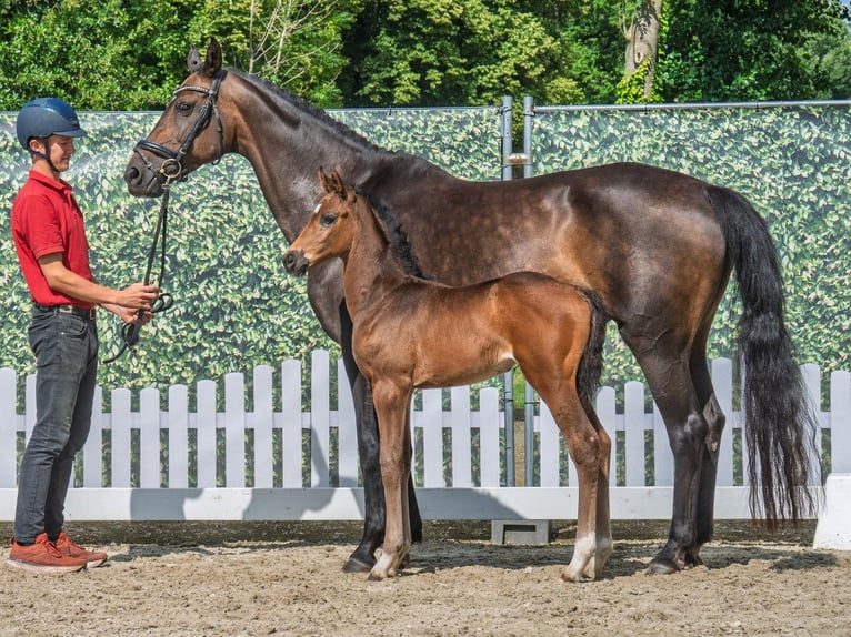 Westphalian Mare  Brown in M&#xFC;nster Handorf