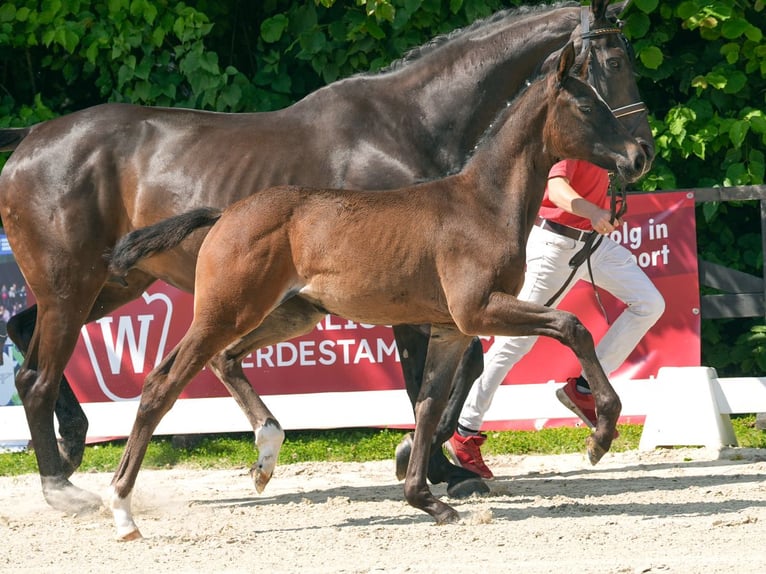 Westphalian Mare Foal (04/2024) Brown in Münster-Handorf