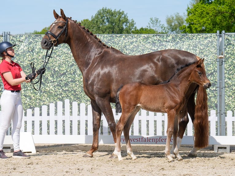 Westphalian Mare  Brown in Münster-Handorf