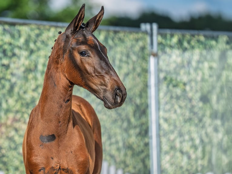 Westphalian Mare  Brown in M&#xFC;nster Handorf