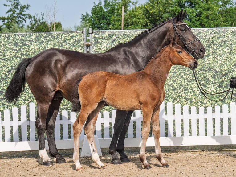 Westphalian Mare  Brown in M&#xFC;nster Handorf