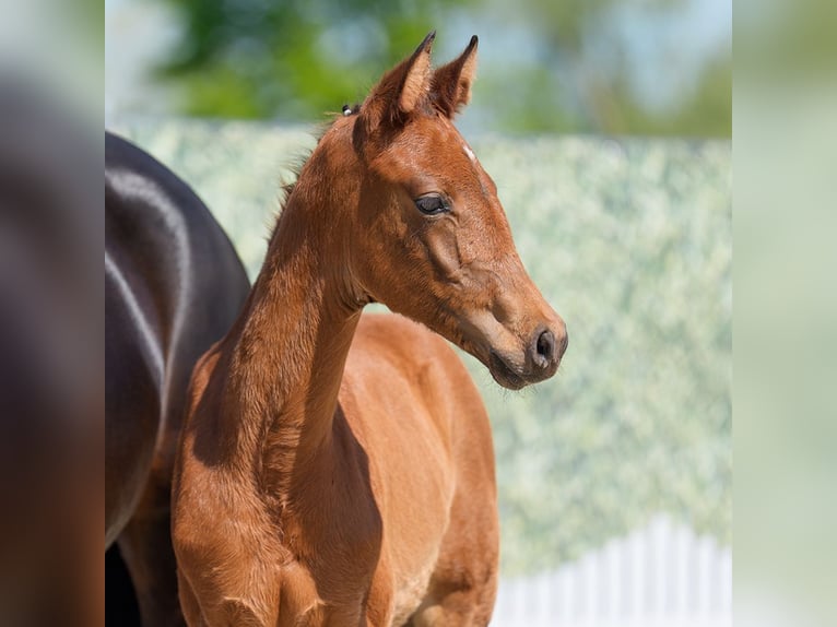 Westphalian Mare  Brown in Münster-Handorf