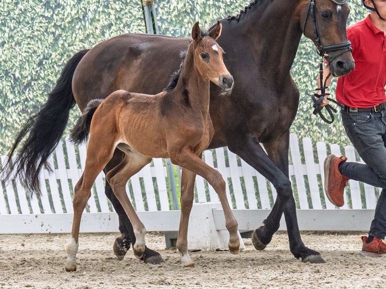 Westphalian Mare  Brown in M&#xFC;nster Handorf