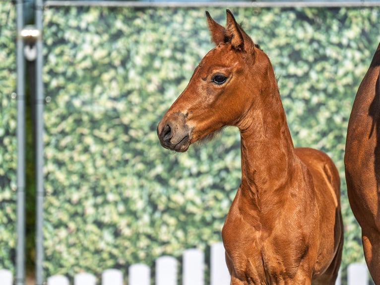 Westphalian Mare  Brown in M&#xFC;nster Handorf