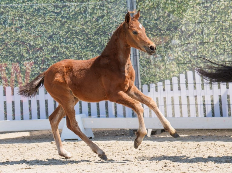 Westphalian Mare  Brown in Münster-Handorf