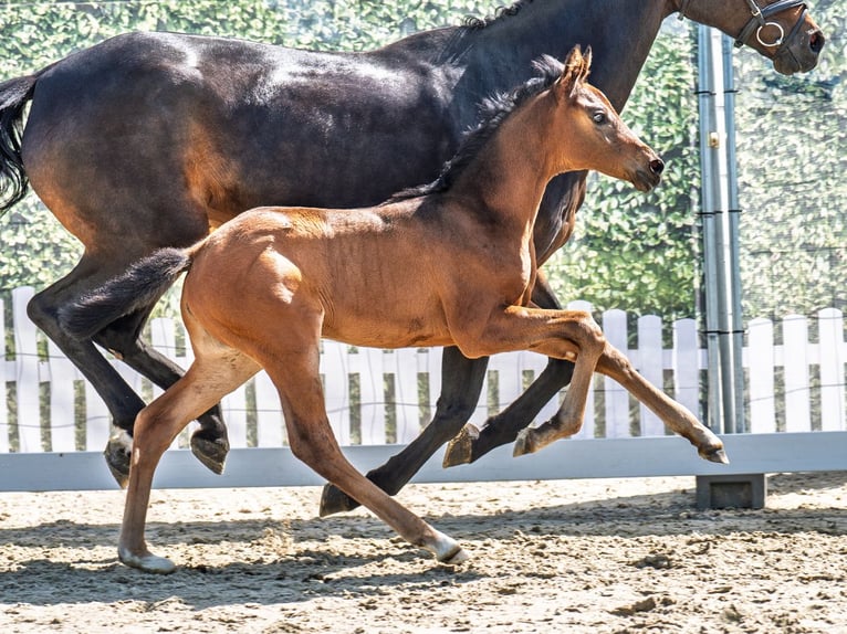 Westphalian Mare  Brown in M&#xFC;nster Handorf