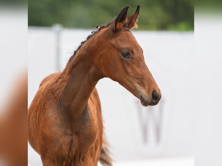 Westphalian Mare Foal (06/2024) Brown in Münster-Handorf