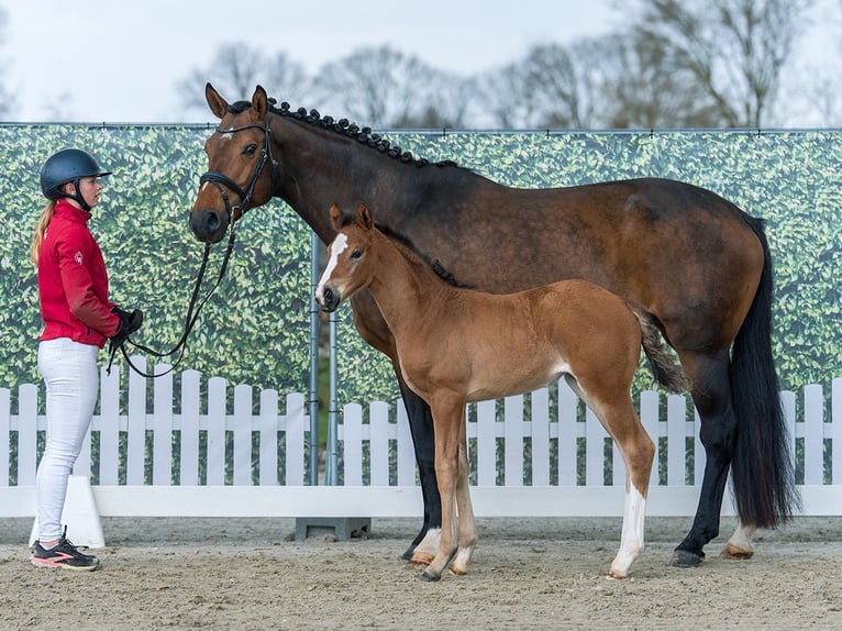 Westphalian Mare Foal (02/2026) Brown in Münster-Handorf