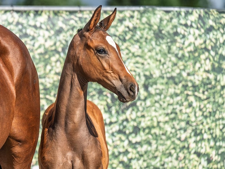 Westphalian Mare  Brown in M&#xFC;nster Handorf