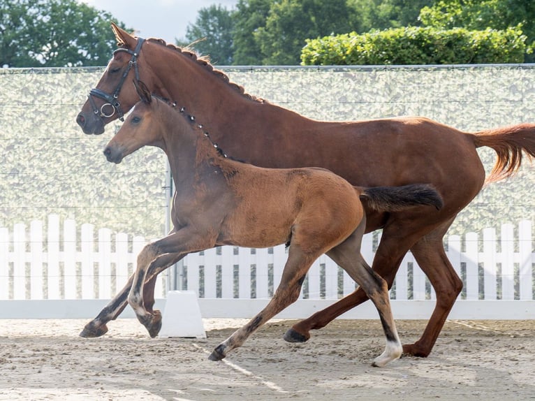 Westphalian Mare  Brown in M&#xFC;nster Handorf