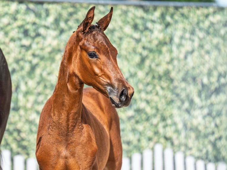 Westphalian Mare  Brown in M&#xFC;nster Handorf