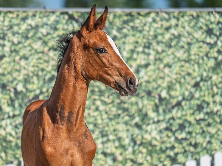 Westphalian Mare  Brown in M&#xFC;nster Handorf