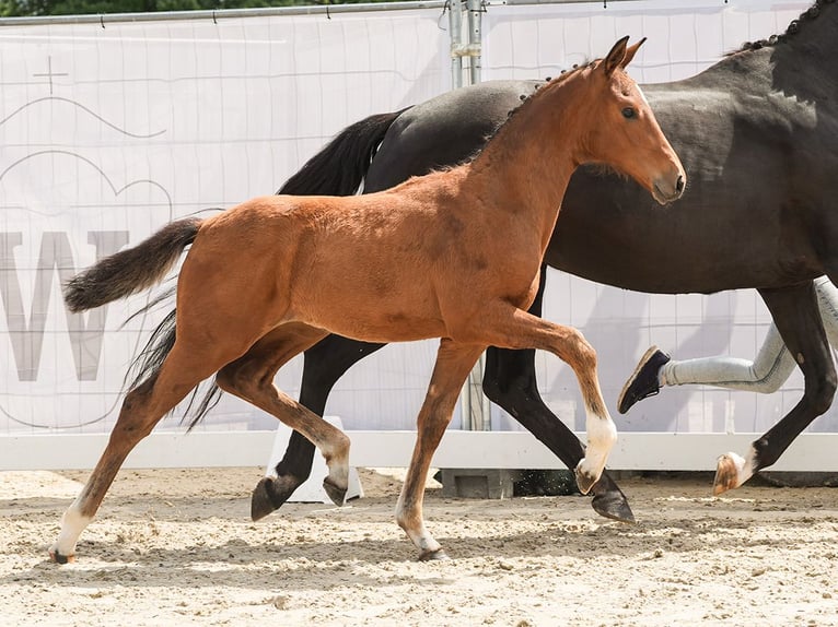 Westphalian Mare Foal (02/2024) Brown in Münster-Handorf