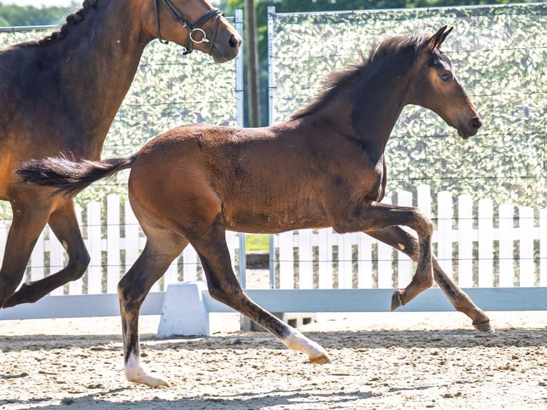 Westphalian Mare  Brown in M&#xFC;nster Handorf