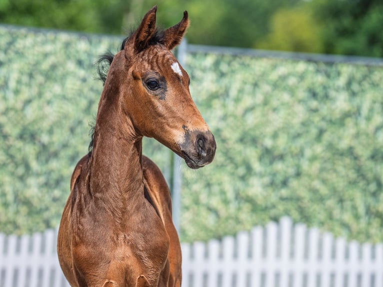 Westphalian Mare  Brown in M&#xFC;nster Handorf