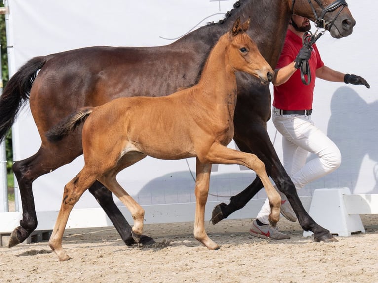 Westphalian Mare Foal (06/2024) Brown in Münster-Handorf