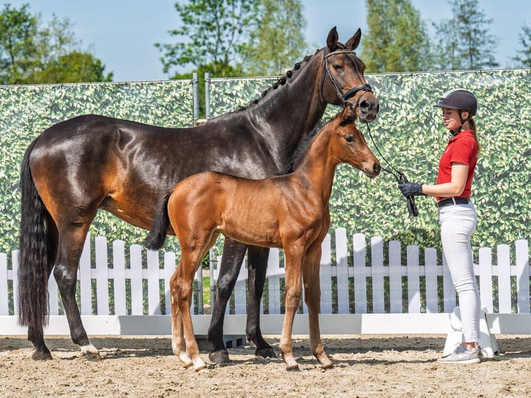 Westphalian Mare  Brown in M&#xFC;nster Handorf