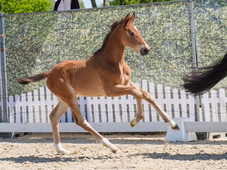 Westphalian Mare  Brown in Münster-Handorf