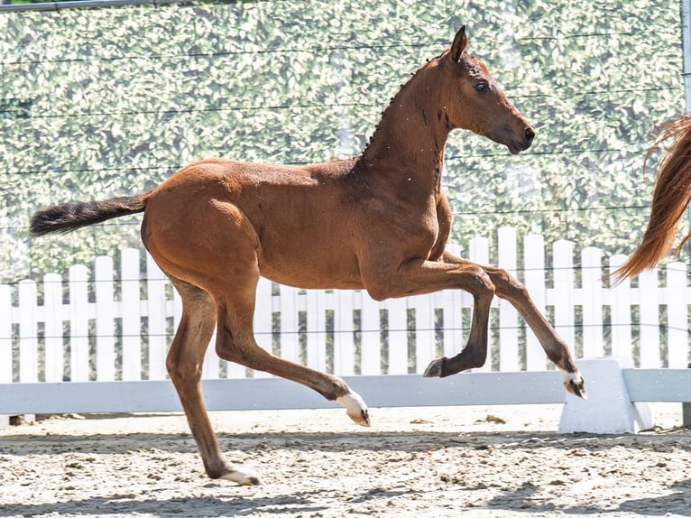 Westphalian Mare  Brown in M&#xFC;nster Handorf