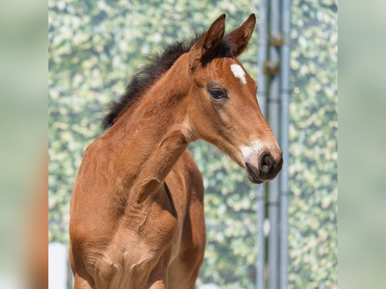 Westphalian Mare  Brown in Münster-Handorf