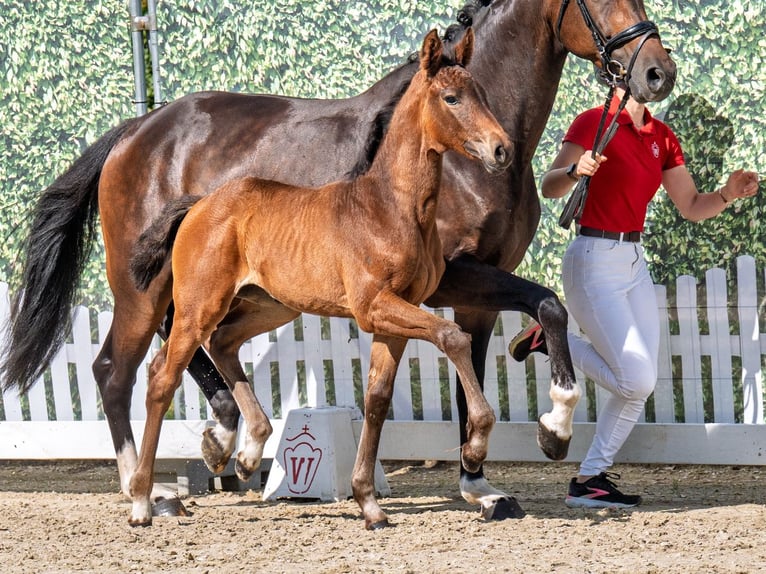 Westphalian Mare  Brown in M&#xFC;nster Handorf