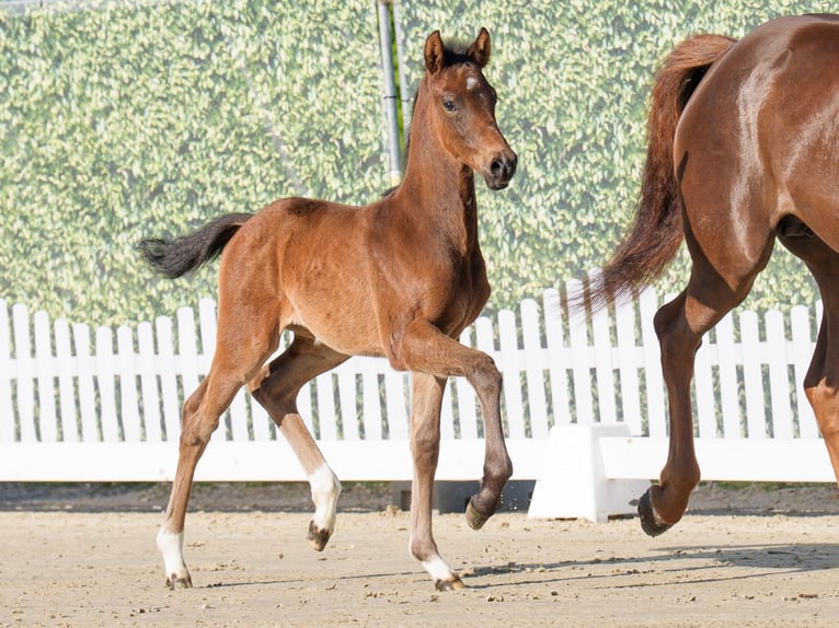 Westphalian Mare  Brown in Münster-Handorf
