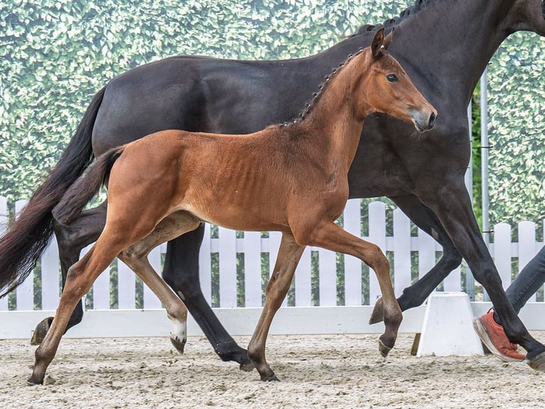 Westphalian Mare  Brown in M&#xFC;nster Handorf