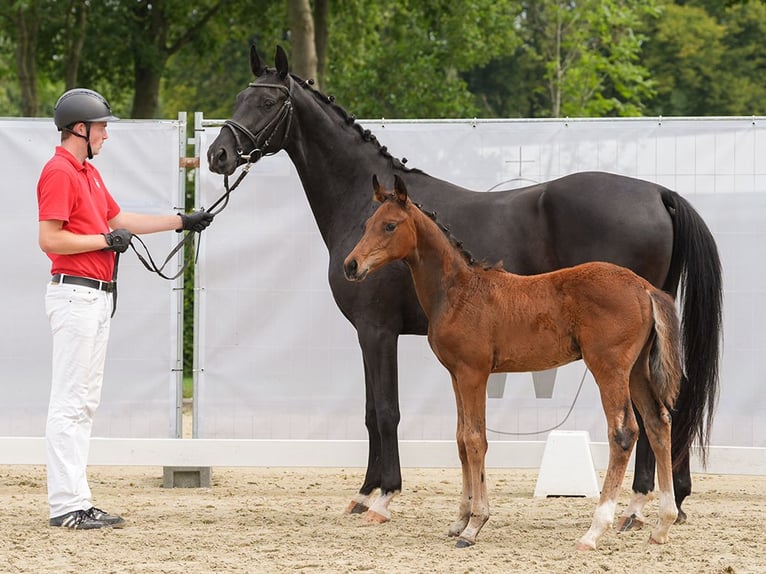 Westphalian Mare Foal (06/2024) Brown in Münster-Handorf