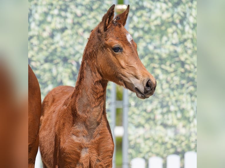 Westphalian Mare  Brown in Münster-Handorf