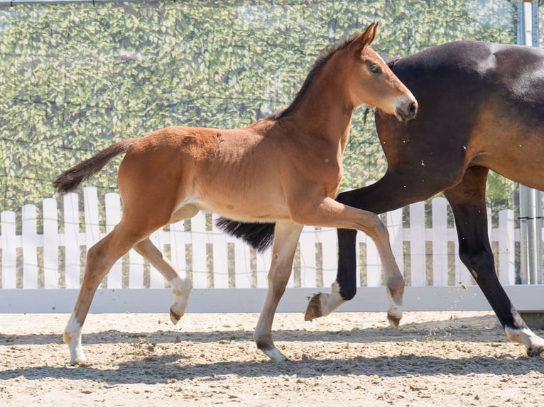 Westphalian Mare  Brown in Münster-Handorf