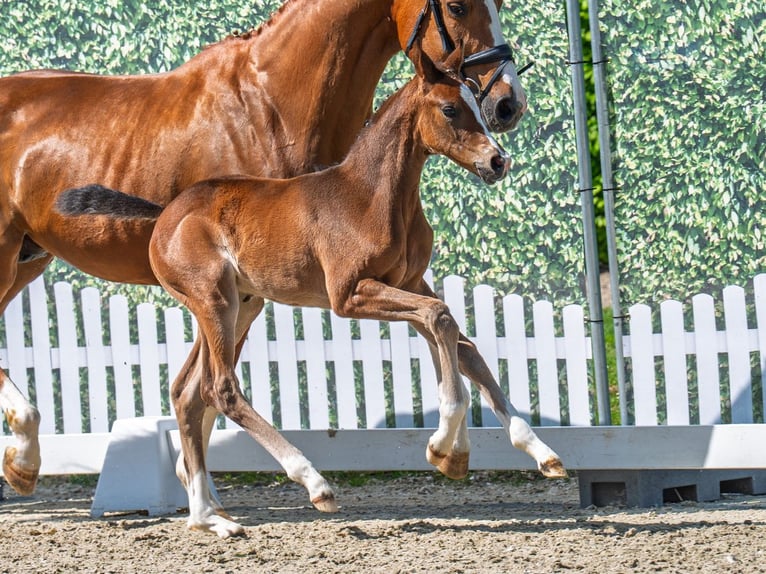Westphalian Mare  Brown in M&#xFC;nster Handorf
