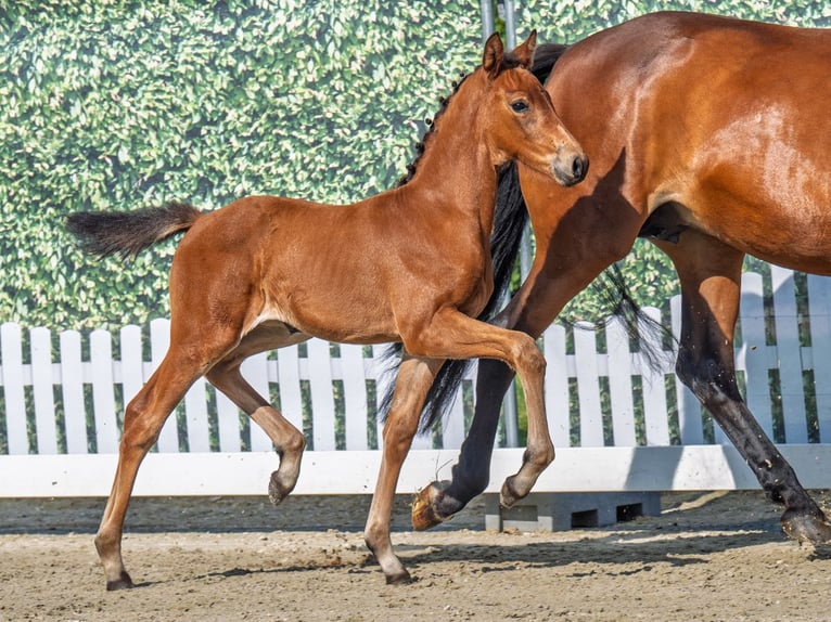 Westphalian Mare  Brown in M&#xFC;nster Handorf