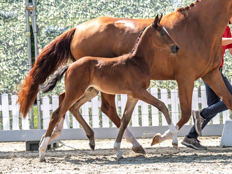Westphalian Mare  Brown in M&#xFC;nster Handorf