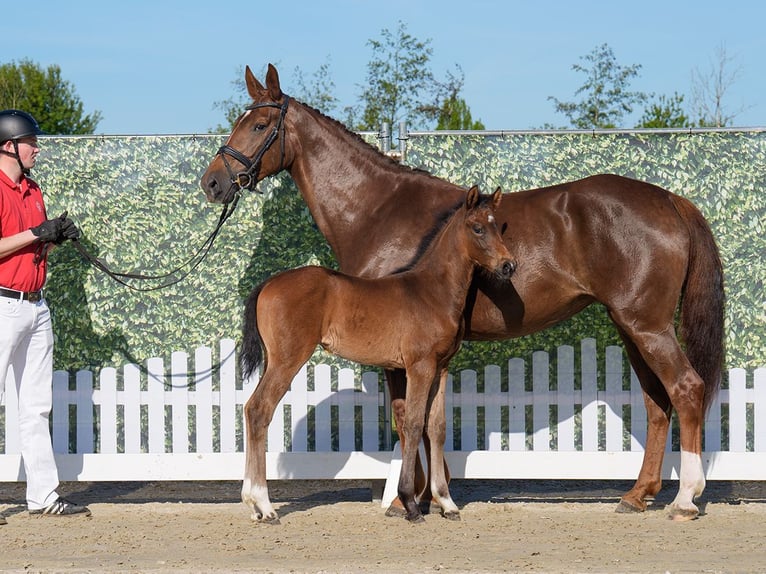 Westphalian Mare  Brown in Münster-Handorf