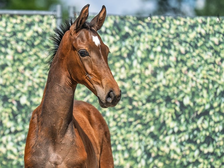 Westphalian Mare  Brown in M&#xFC;nster Handorf