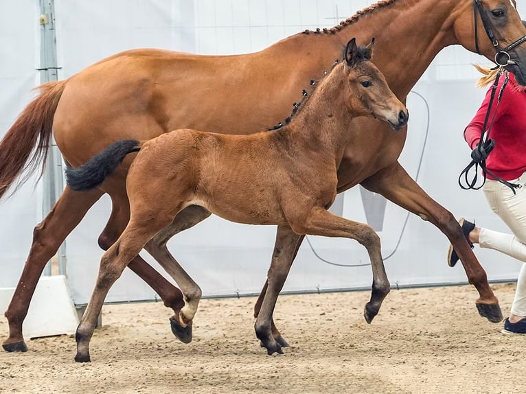 Westphalian Mare Foal (05/2024) Brown in Münster-Handorf