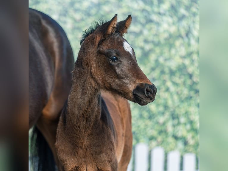 Westphalian Mare Foal (02/2026) Brown in Münster-Handorf