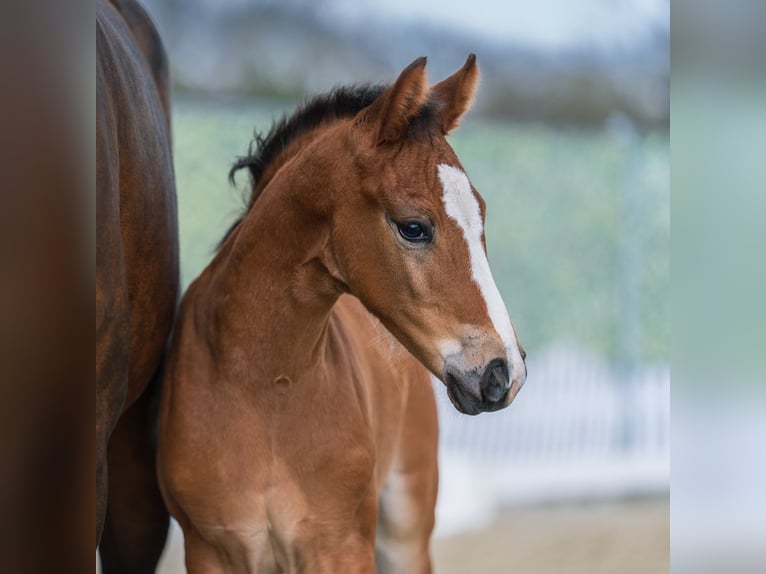 Westphalian Mare Foal (02/2026) Brown in Münster-Handorf