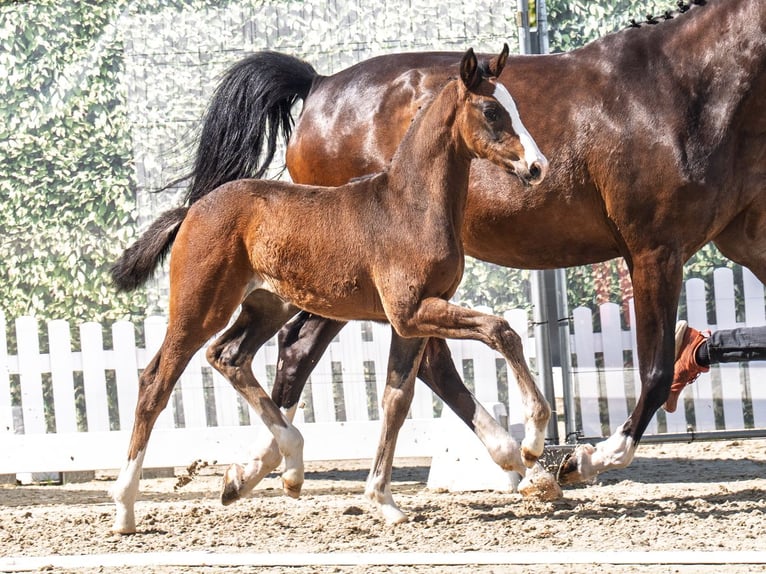 Westphalian Mare  Brown in M&#xFC;nster Handorf