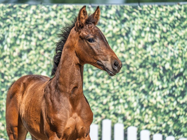 Westphalian Mare  Brown in M&#xFC;nster Handorf
