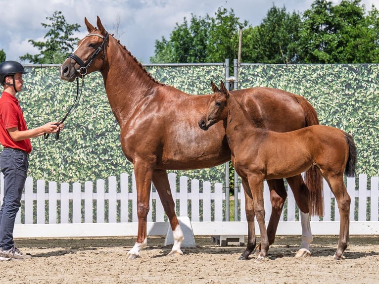 Westphalian Mare  Brown in M&#xFC;nster Handorf
