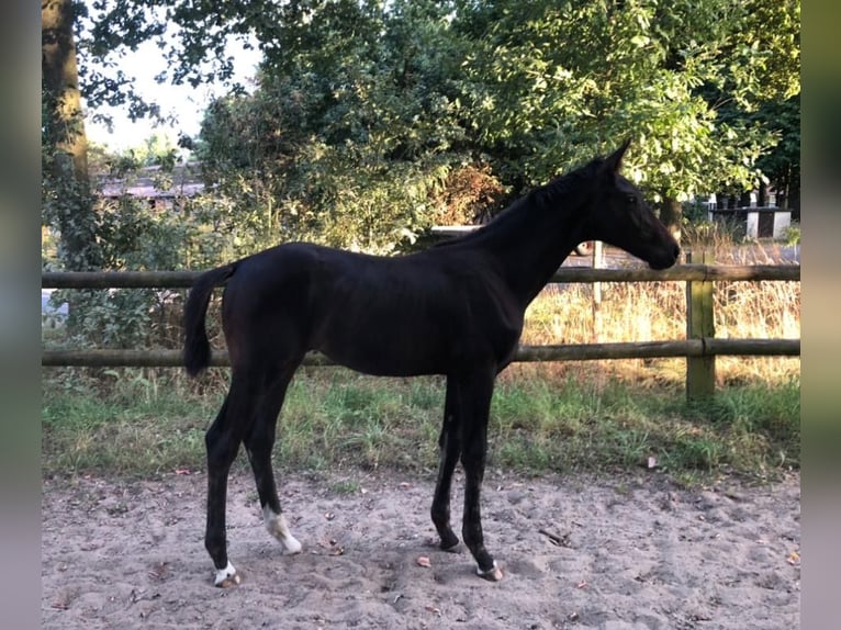 Westphalian Mare Foal (04/2025) Brown in M&#xFC;nster