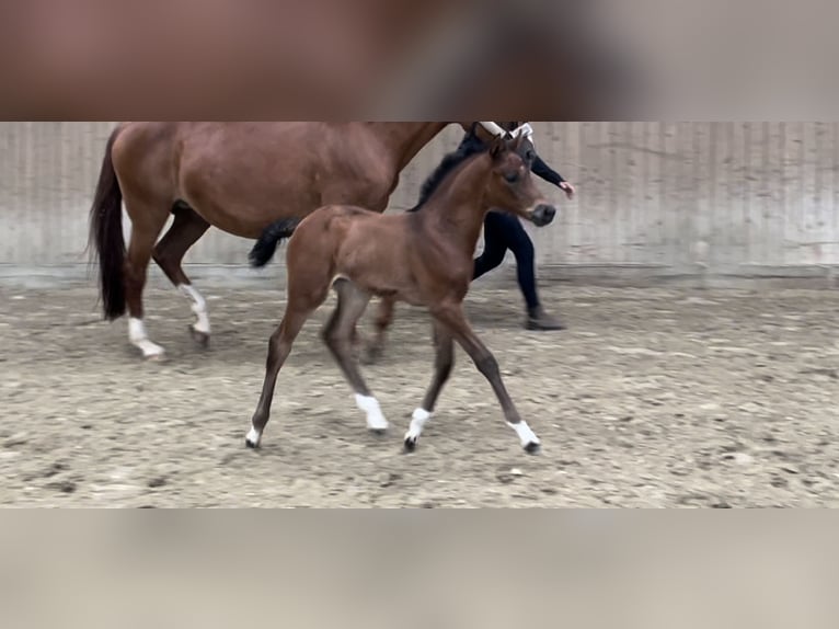 Westphalian Mare Foal (05/2024) Brown in MünsterMünster